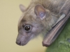 Friendly Fruit Bat