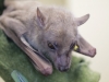 Friendly Fruit Bat