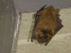 Bat Blitz 2010