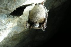 White Nose Syndrome